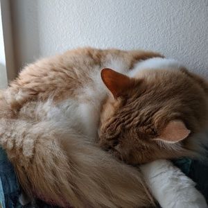 Meet your Posher, Iraida